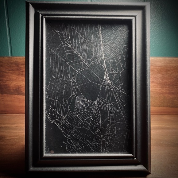 Real Spiderweb 🕸️ Frame - Picture 1 of 5